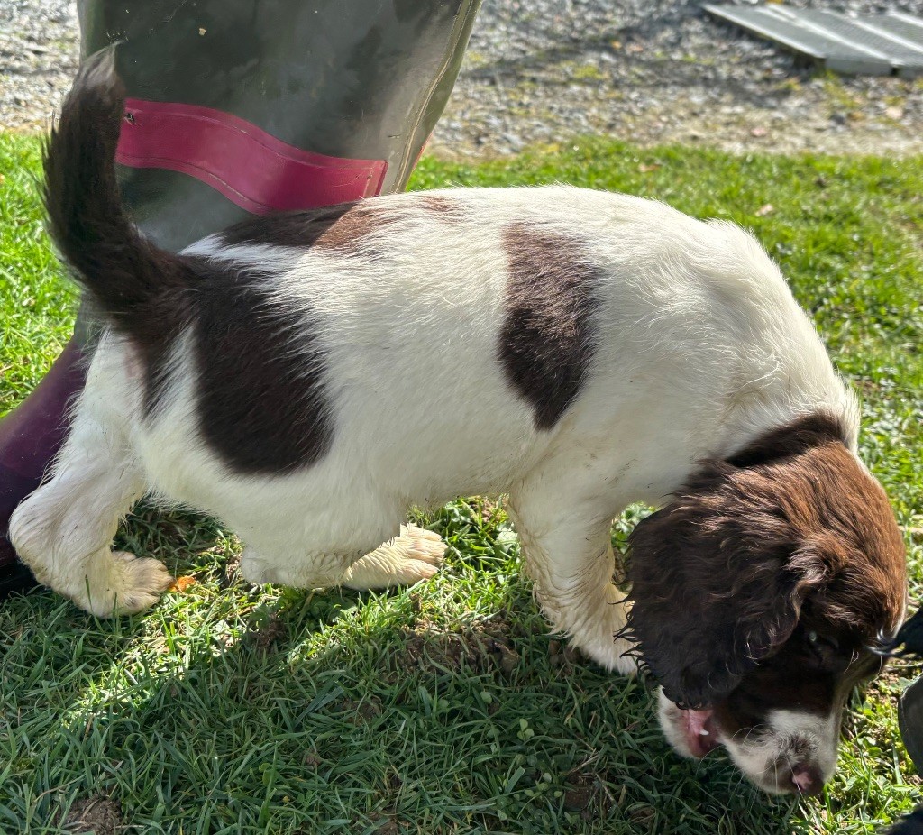 des Etangs de Dame Blanche - Chiots disponibles - English Springer Spaniel