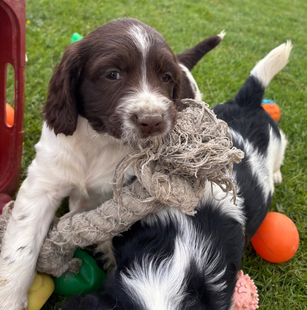 des Etangs de Dame Blanche - Chiots disponibles - English Springer Spaniel