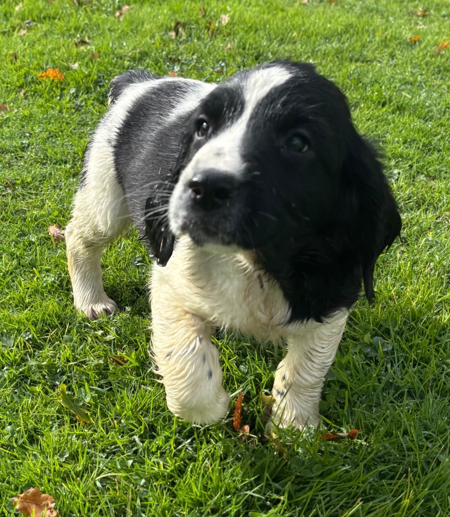 des Etangs de Dame Blanche - Chiots disponibles - English Springer Spaniel