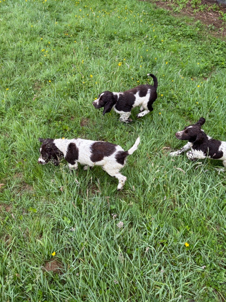 des Etangs de Dame Blanche - English Springer Spaniel - Portée née le 13/03/2025