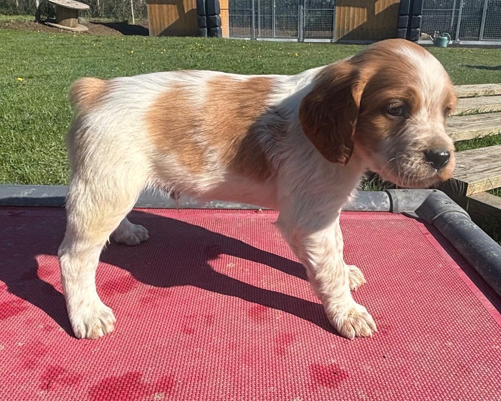 des Etangs de Dame Blanche - Chiots disponibles - Epagneul Breton