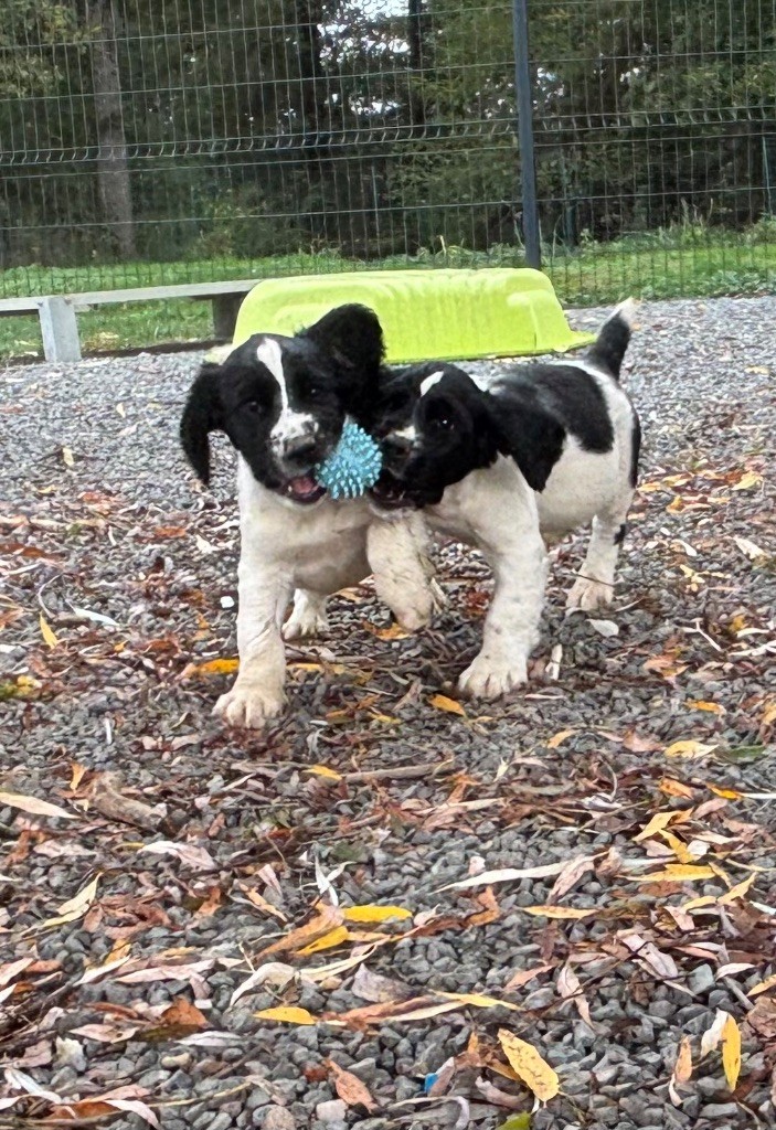des Etangs de Dame Blanche - English Springer Spaniel - Portée née le 20/08/2025