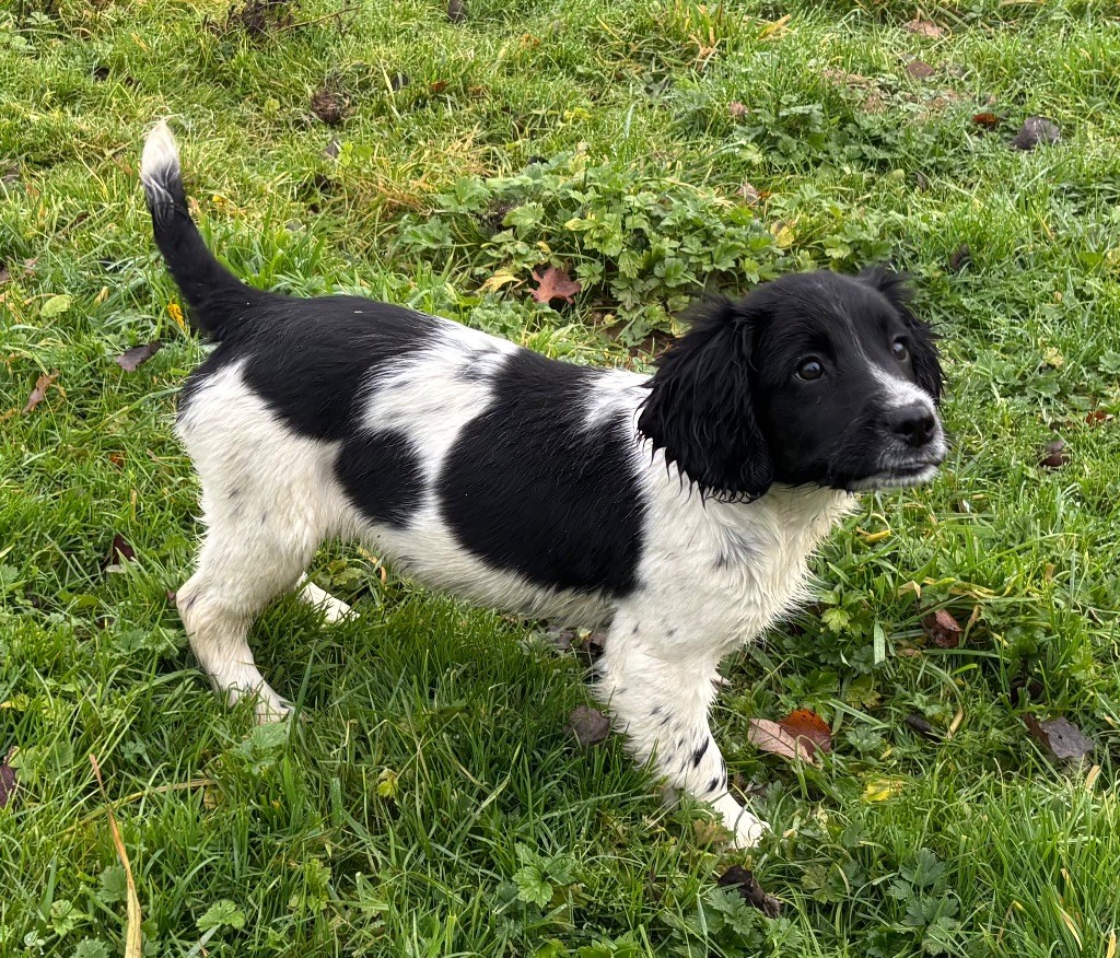 des Etangs de Dame Blanche - Chiots disponibles - English Springer Spaniel