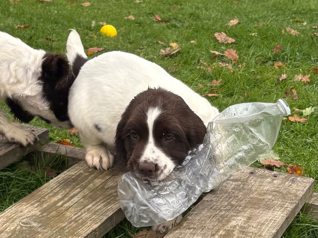 des Etangs de Dame Blanche - Chiots disponibles - English Springer Spaniel
