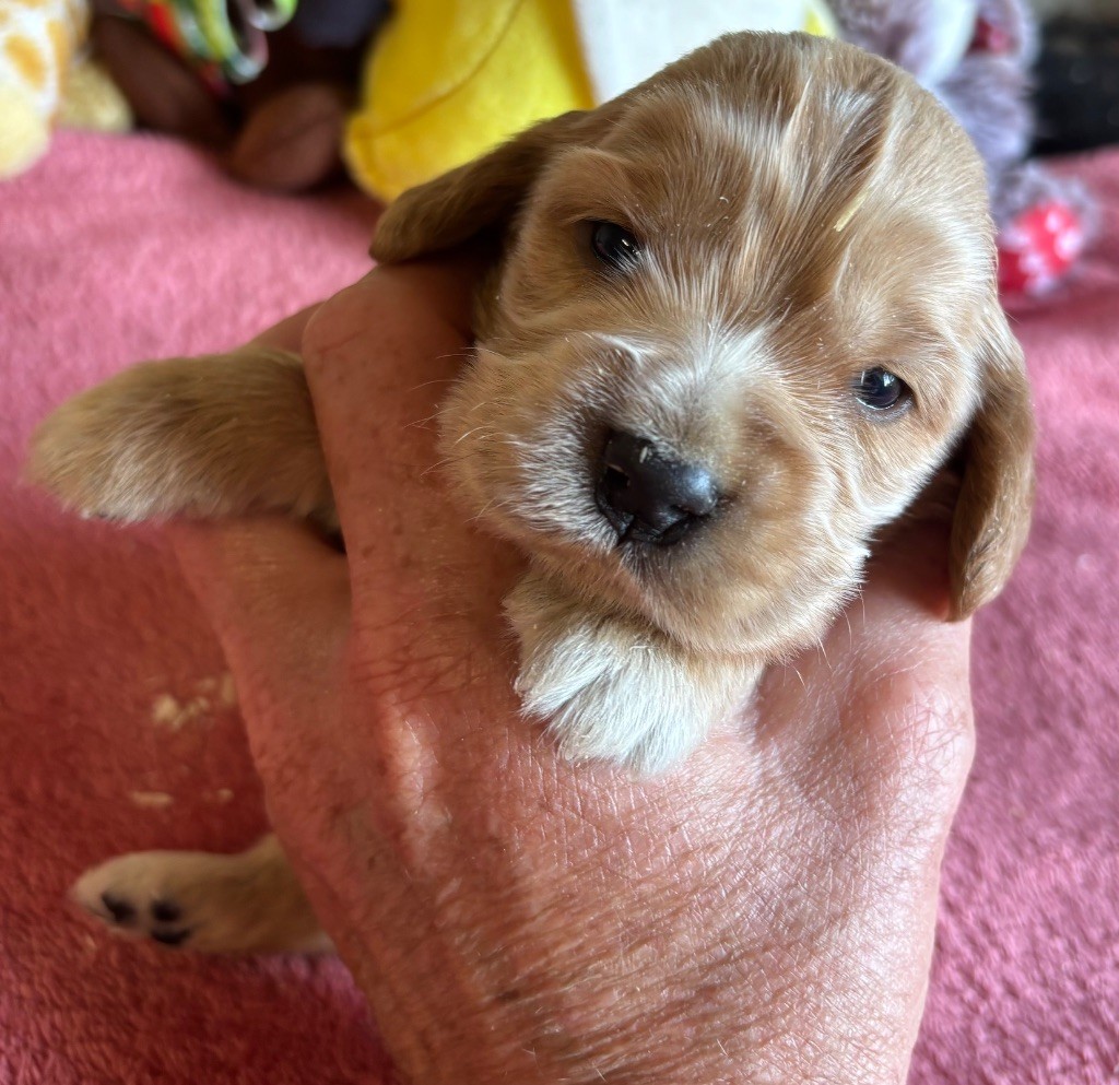 des Etangs de Dame Blanche - Chiots disponibles - Cocker Spaniel Anglais