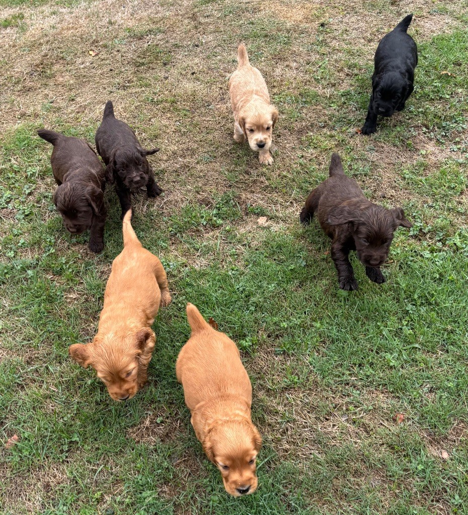 des Etangs de Dame Blanche - Cocker Spaniel Anglais - Portée née le 27/07/2025