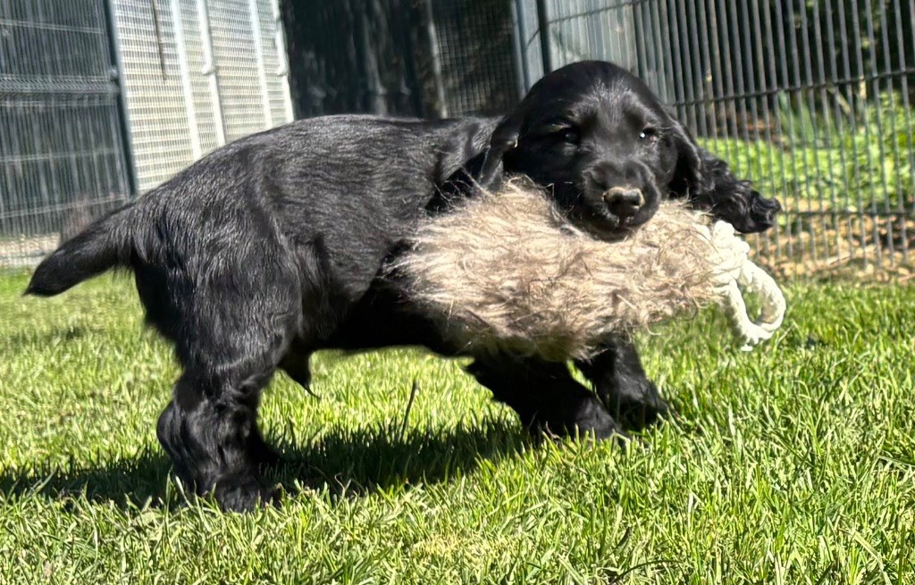 des Etangs de Dame Blanche - Chiots disponibles - Cocker Spaniel Anglais