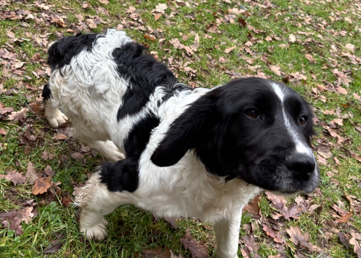 des Etangs de Dame Blanche - Chiots disponibles - English Springer Spaniel
