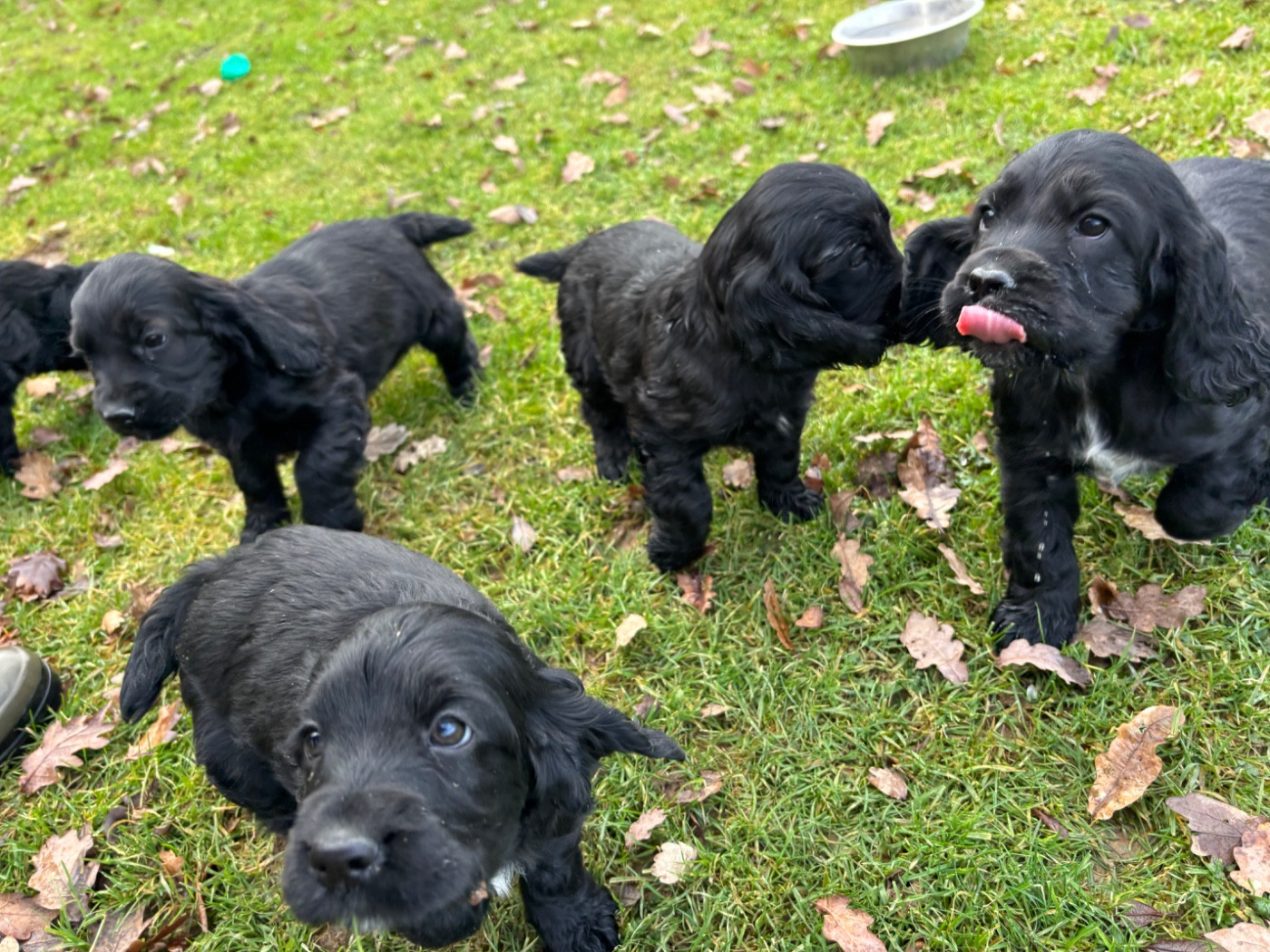 des Etangs de Dame Blanche - Cocker Spaniel Anglais - Portée née le 08/12/2025