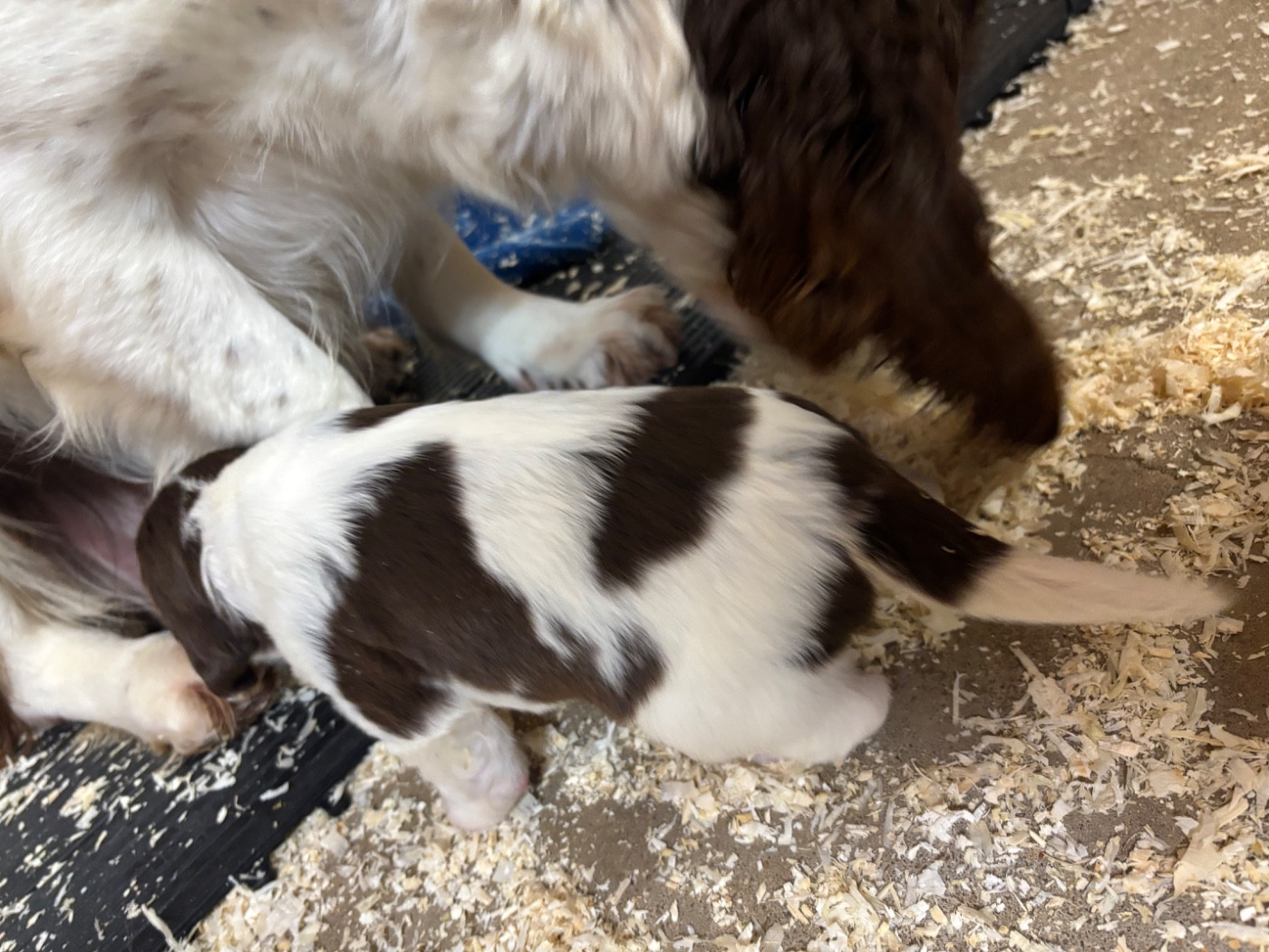 Chiot English Springer Spaniel des Etangs de Dame Blanche