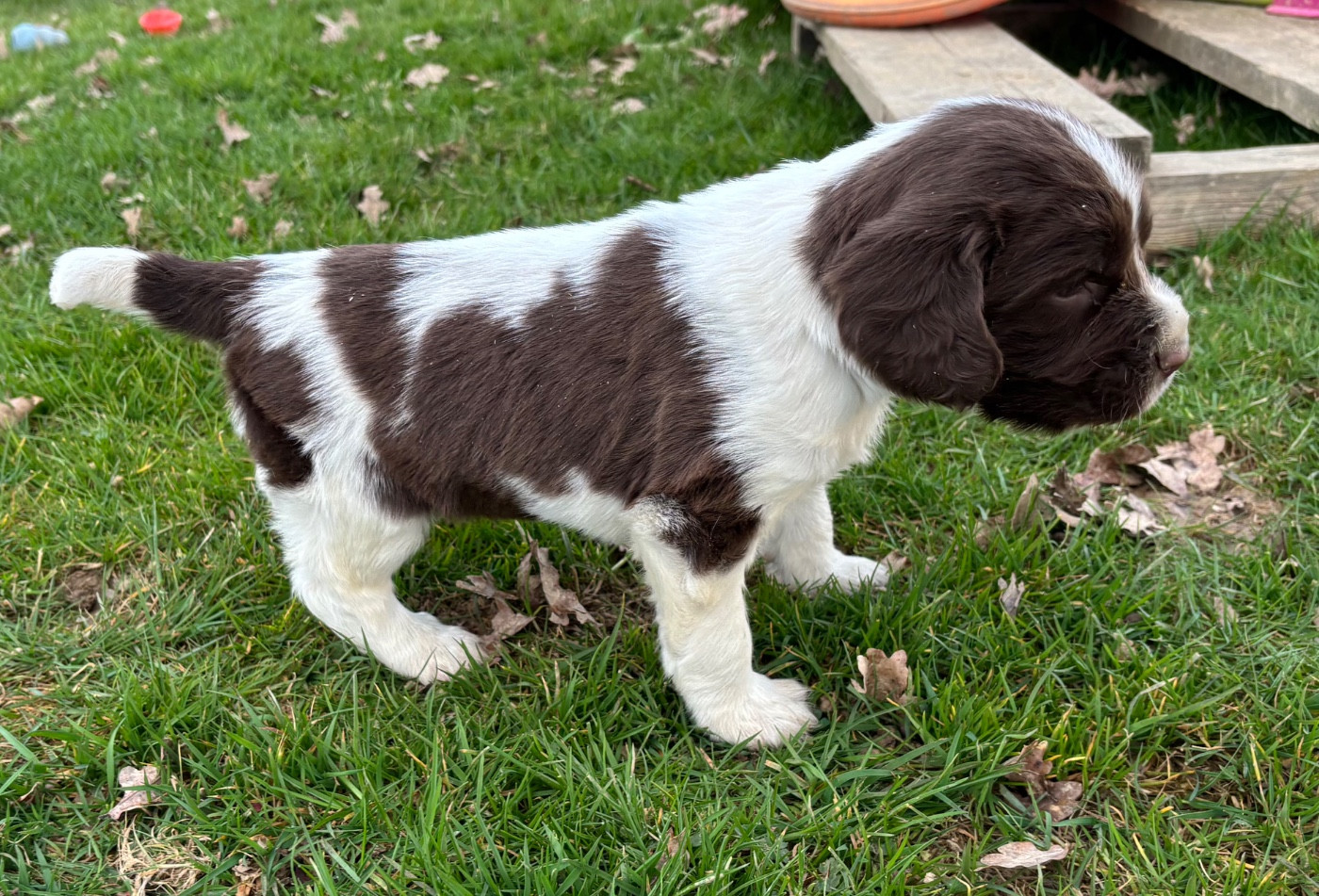 des Etangs de Dame Blanche - Chiots disponibles - English Springer Spaniel