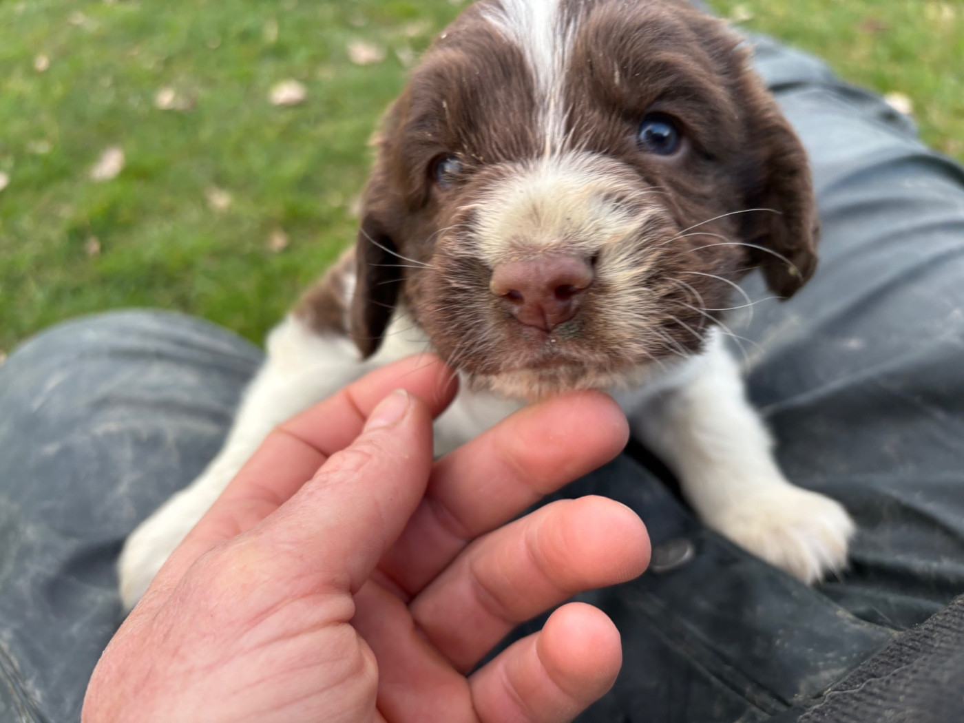 Chiot English Springer Spaniel des Etangs de Dame Blanche