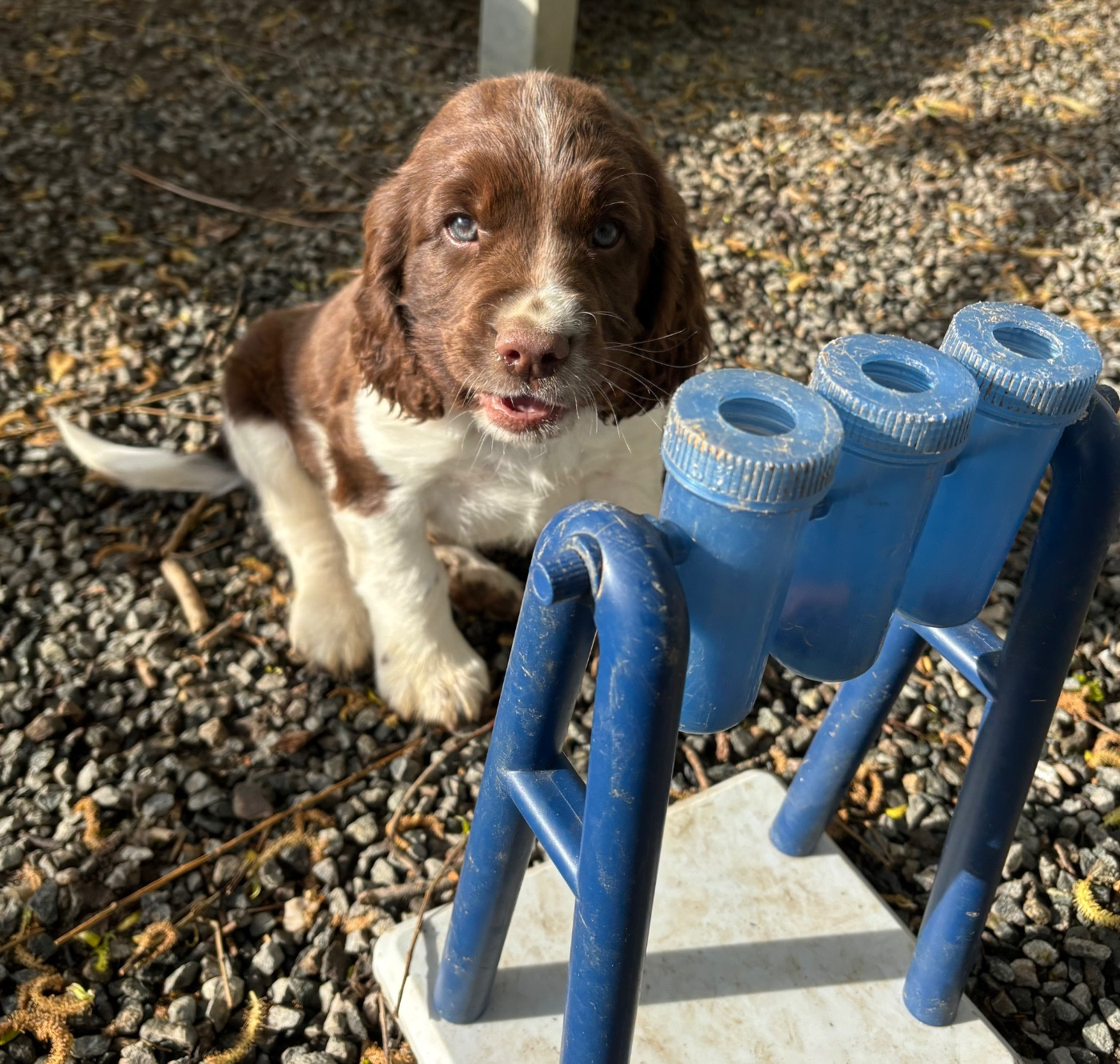 des Etangs de Dame Blanche - English Springer Spaniel - Portée née le 01/02/2026