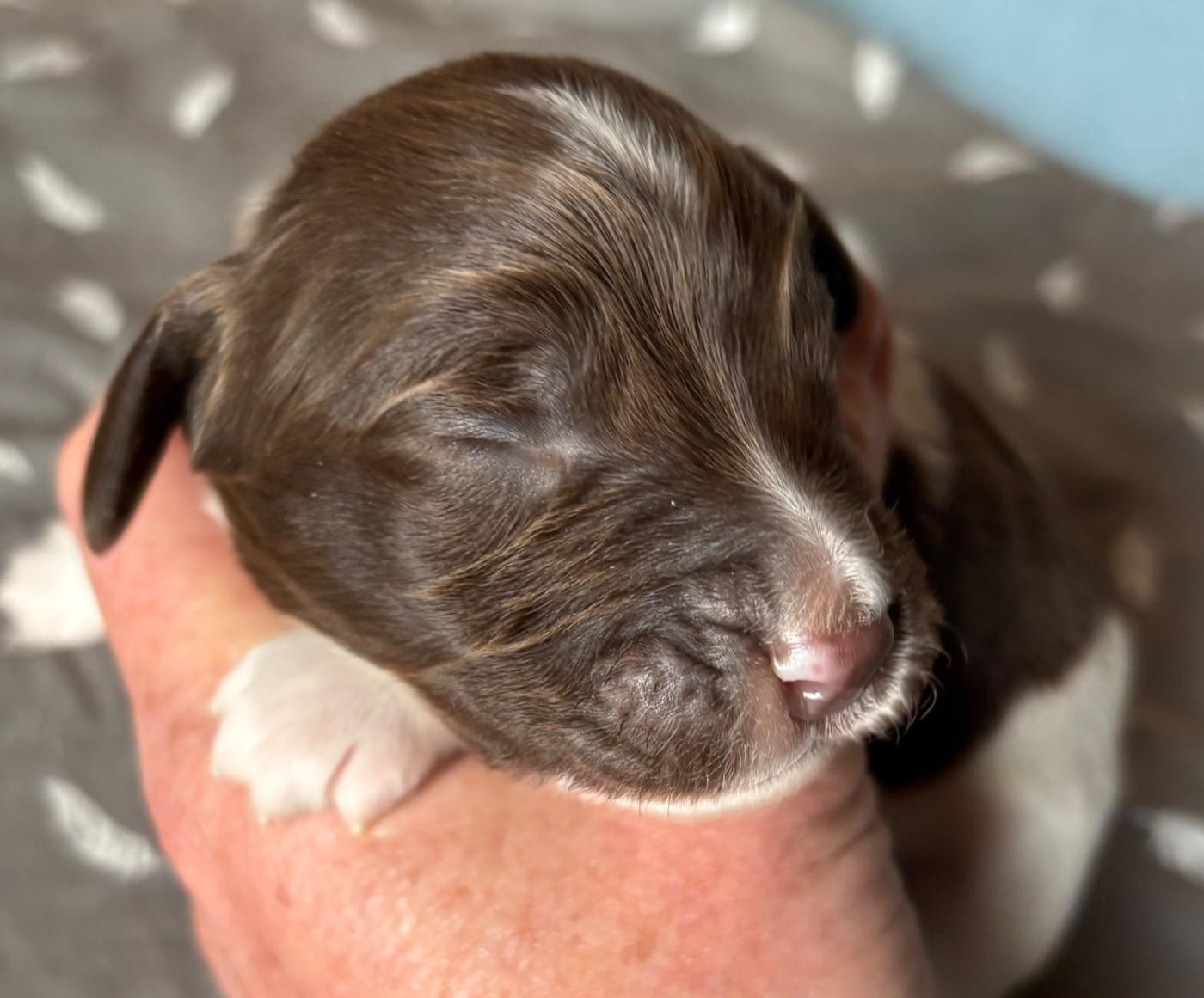 des Etangs de Dame Blanche - Chiots disponibles - English Springer Spaniel