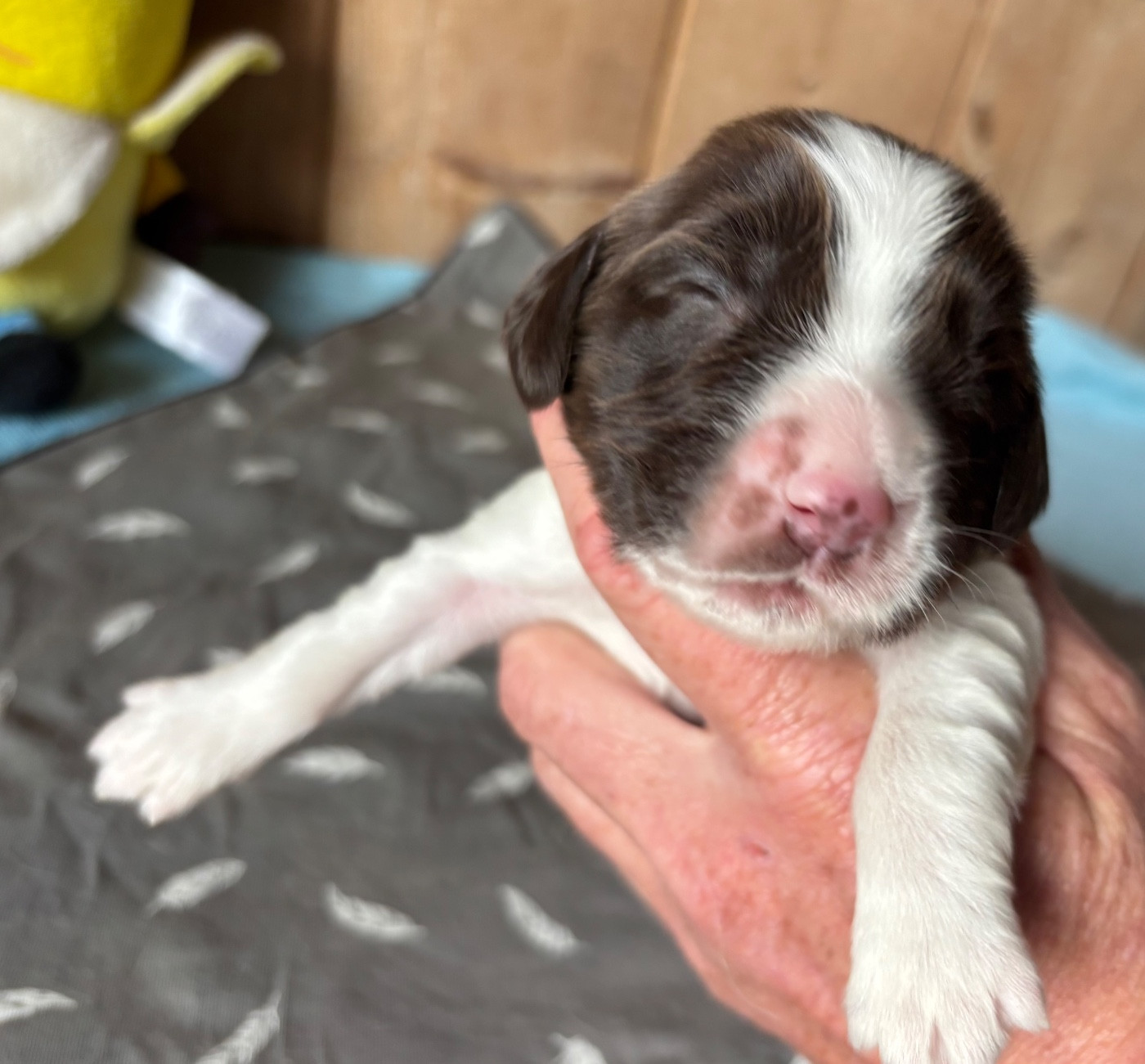 des Etangs de Dame Blanche - Chiots disponibles - English Springer Spaniel