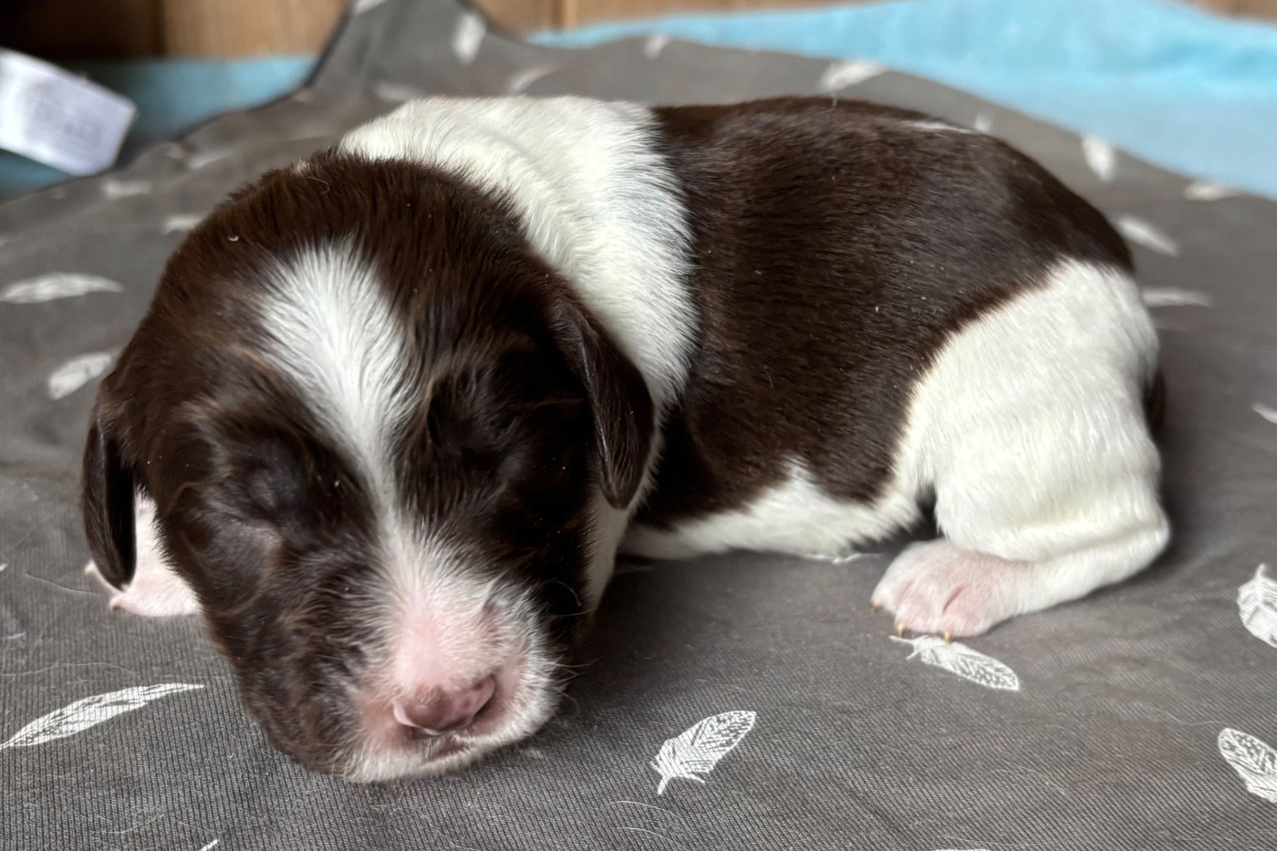 des Etangs de Dame Blanche - Chiots disponibles - English Springer Spaniel