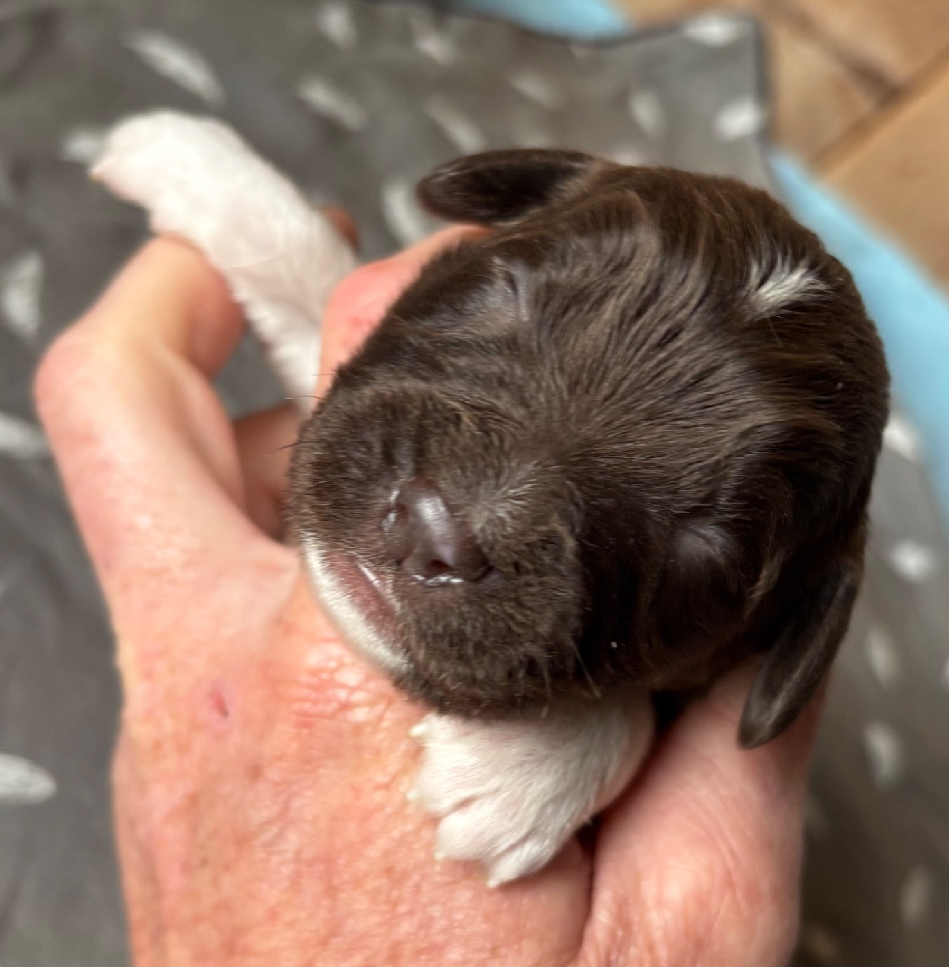 des Etangs de Dame Blanche - Chiots disponibles - English Springer Spaniel