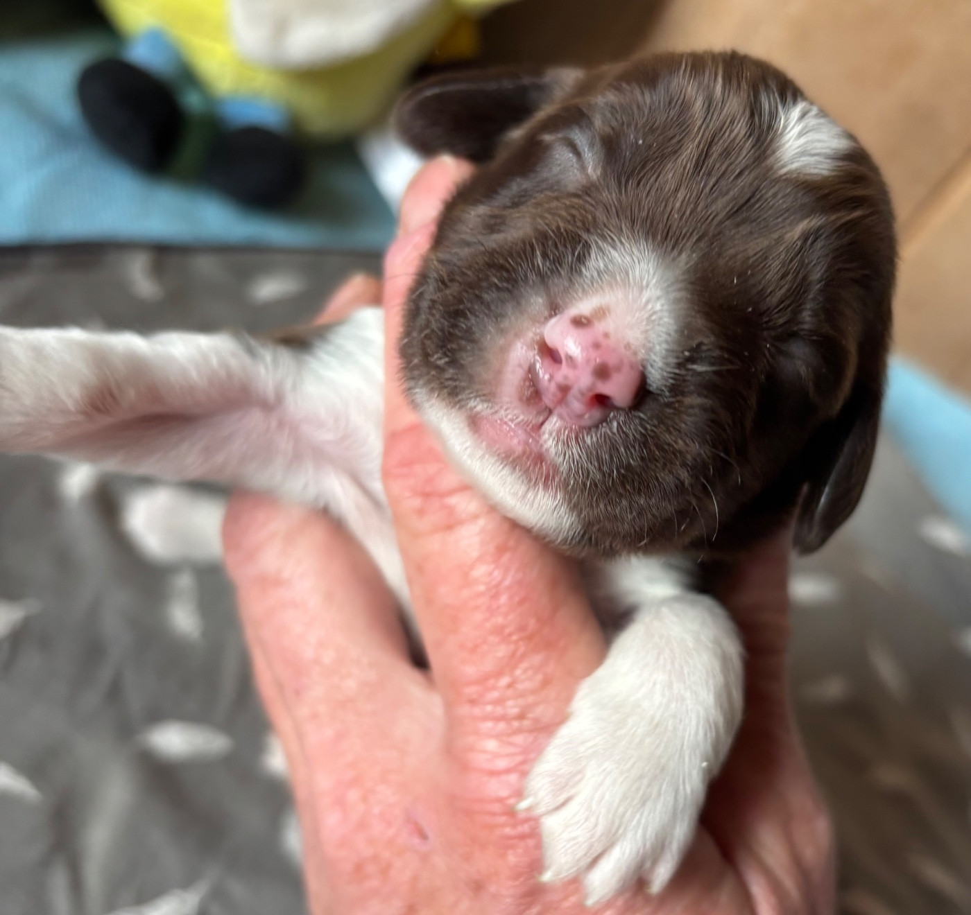 des Etangs de Dame Blanche - Chiots disponibles - English Springer Spaniel