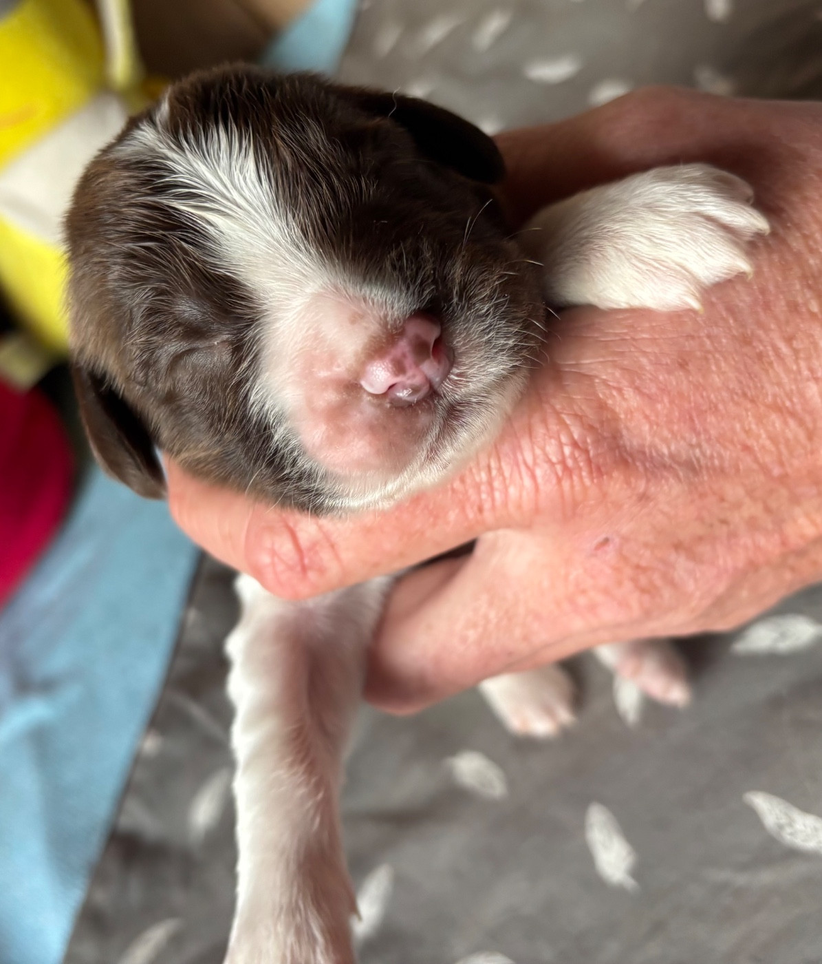 des Etangs de Dame Blanche - Chiots disponibles - English Springer Spaniel