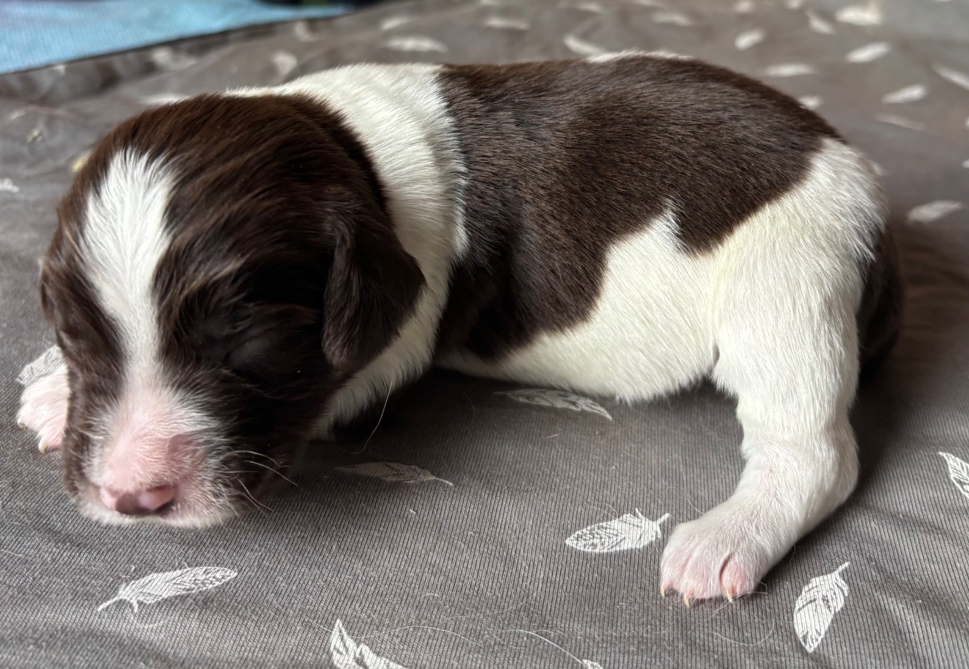 des Etangs de Dame Blanche - Chiots disponibles - English Springer Spaniel