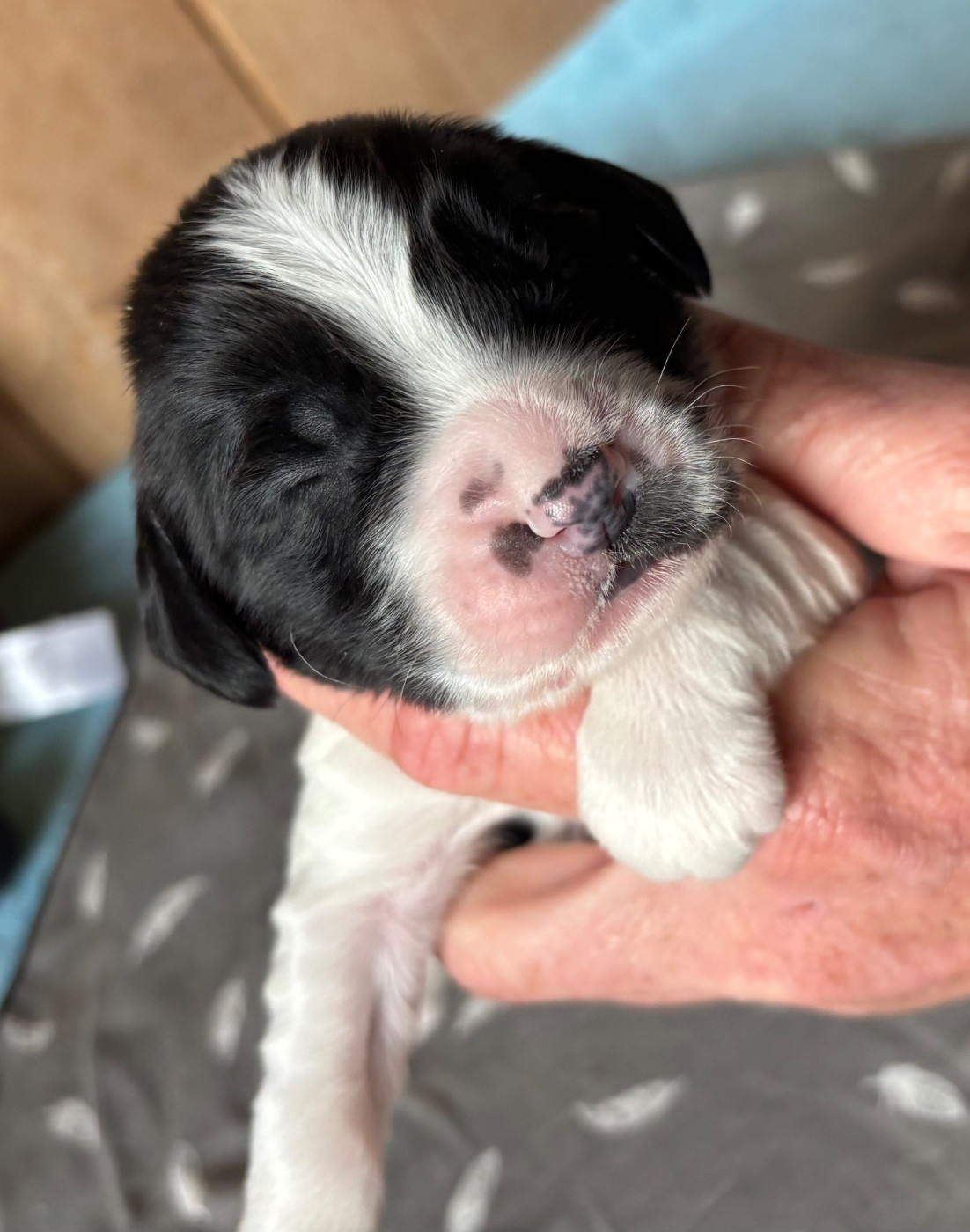 des Etangs de Dame Blanche - Chiots disponibles - English Springer Spaniel