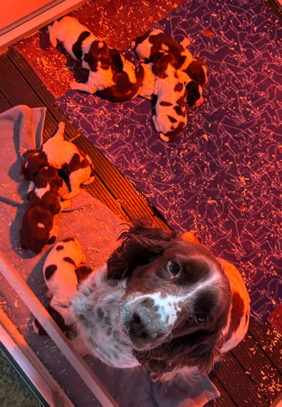 Chiot English Springer Spaniel des Etangs de Dame Blanche