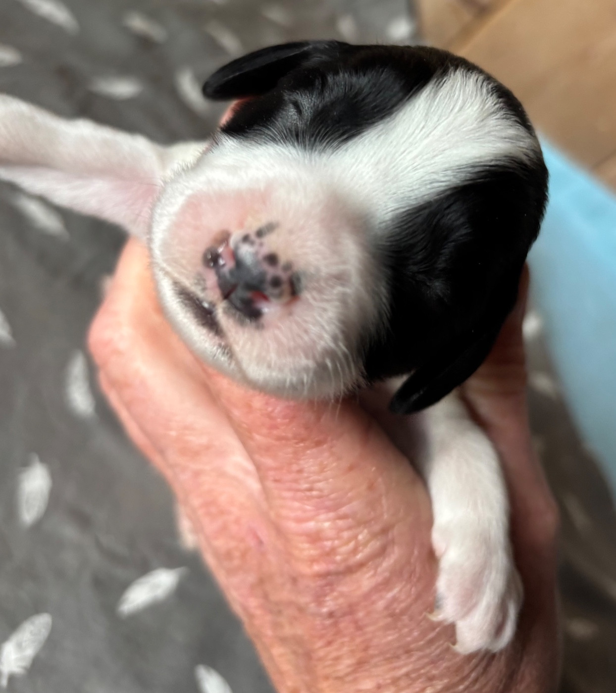 des Etangs de Dame Blanche - Chiots disponibles - English Springer Spaniel