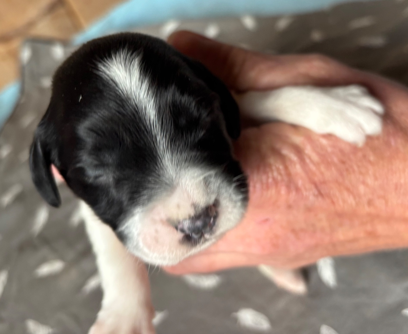 des Etangs de Dame Blanche - Chiots disponibles - English Springer Spaniel