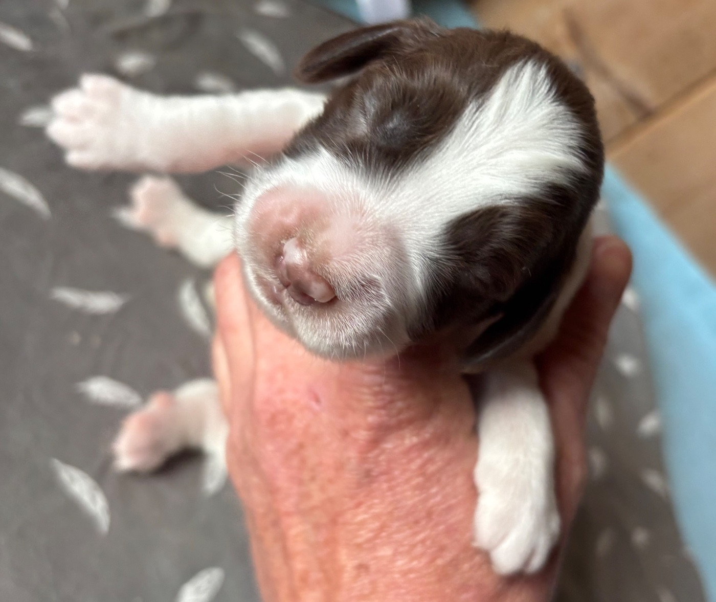 des Etangs de Dame Blanche - Chiots disponibles - English Springer Spaniel