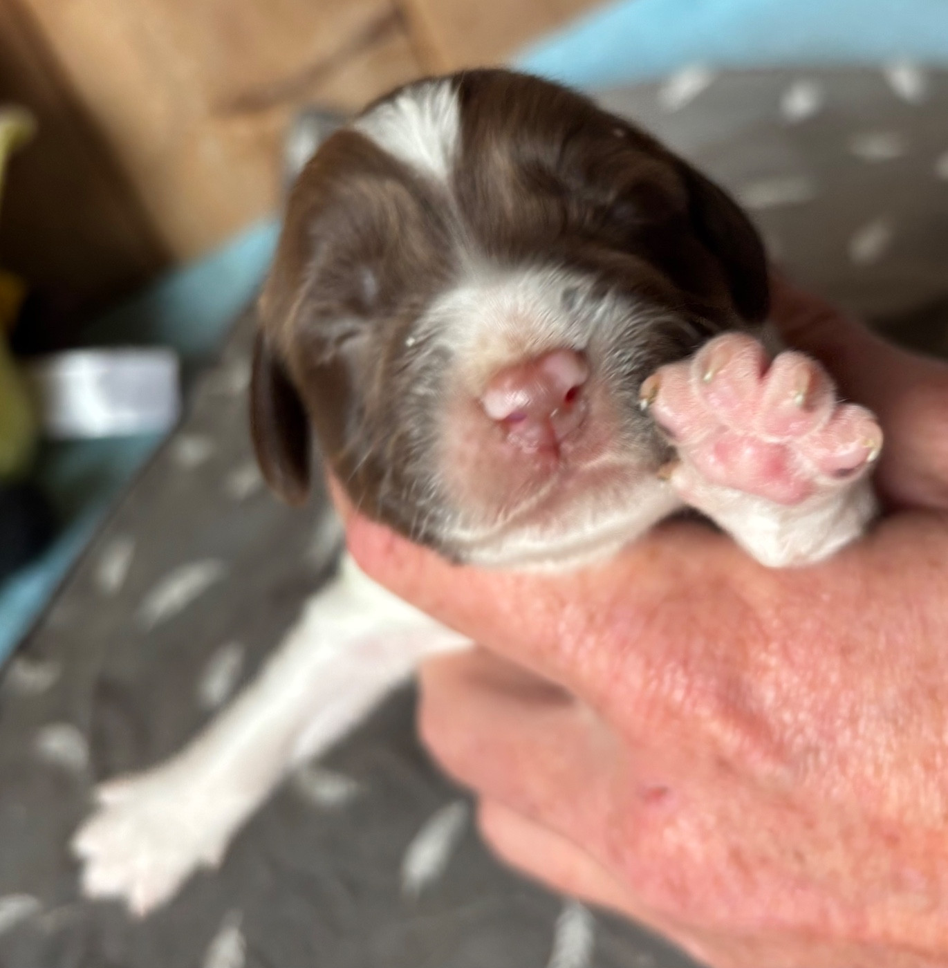des Etangs de Dame Blanche - Chiots disponibles - English Springer Spaniel