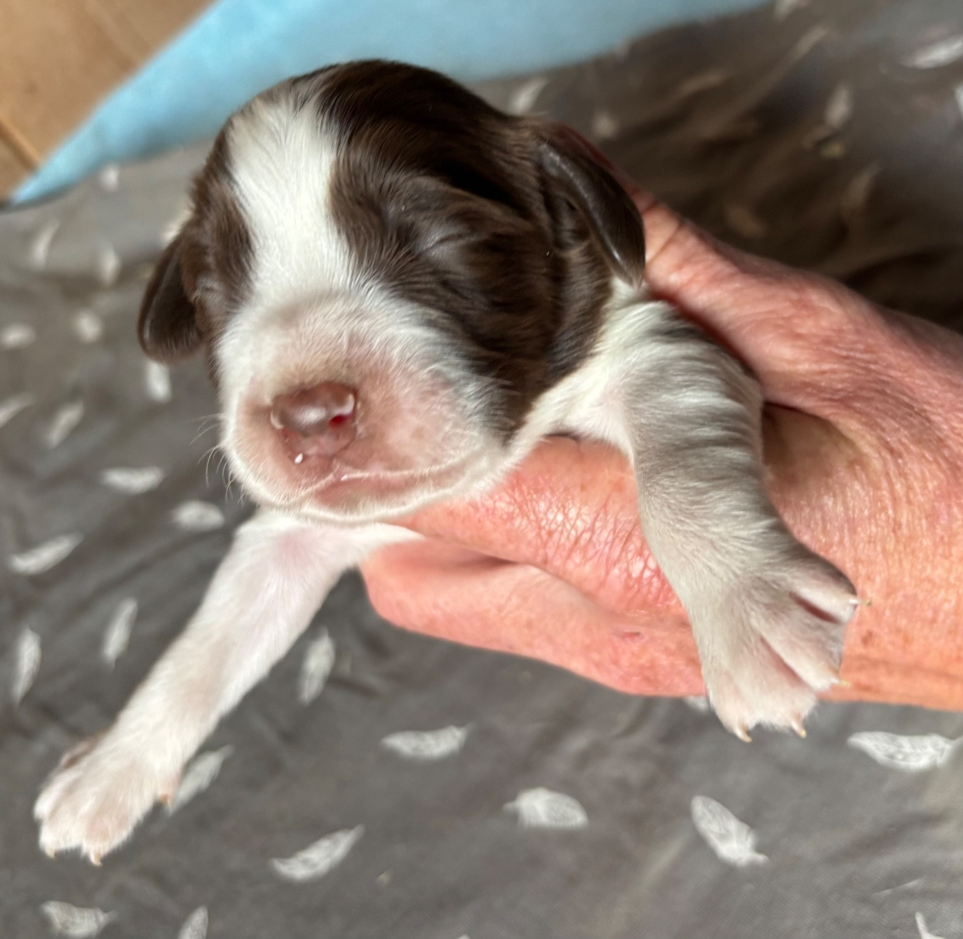 des Etangs de Dame Blanche - Chiots disponibles - English Springer Spaniel