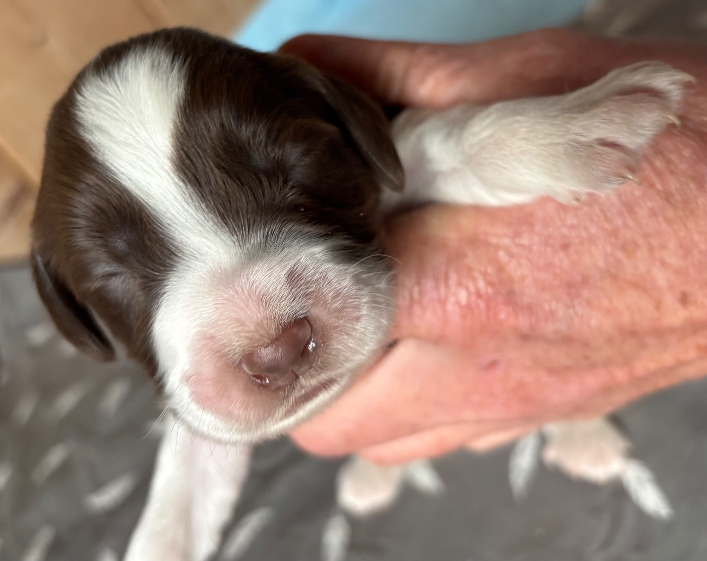 des Etangs de Dame Blanche - Chiots disponibles - English Springer Spaniel