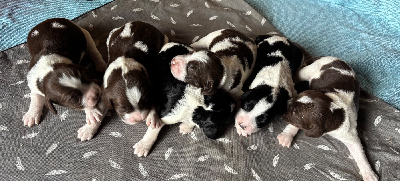 Chiot English Springer Spaniel des Etangs de Dame Blanche