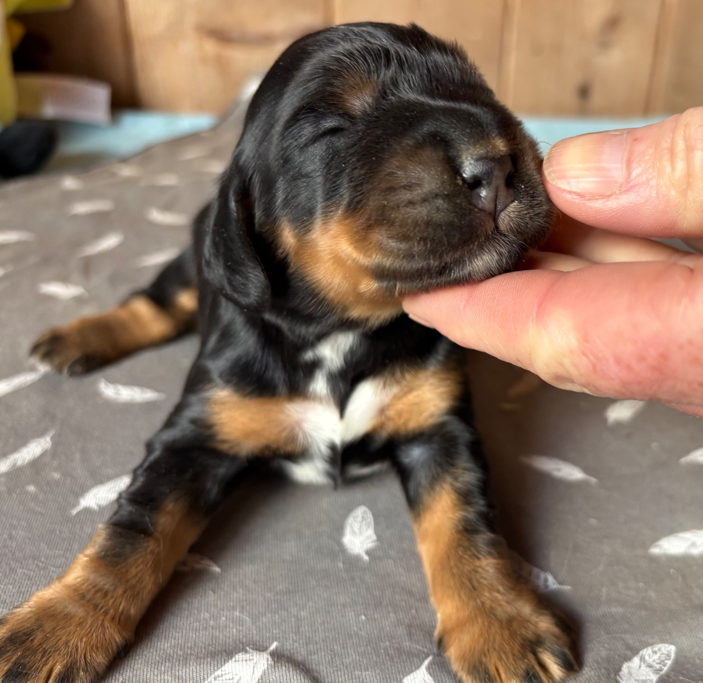 des Etangs de Dame Blanche - Chiots disponibles - Cocker Spaniel Anglais