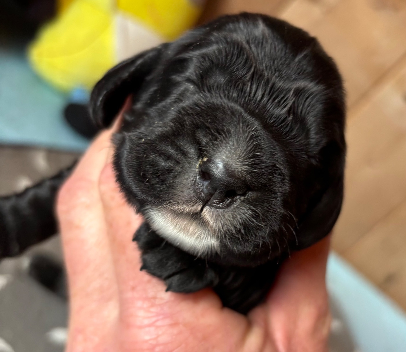 des Etangs de Dame Blanche - Chiots disponibles - Cocker Spaniel Anglais