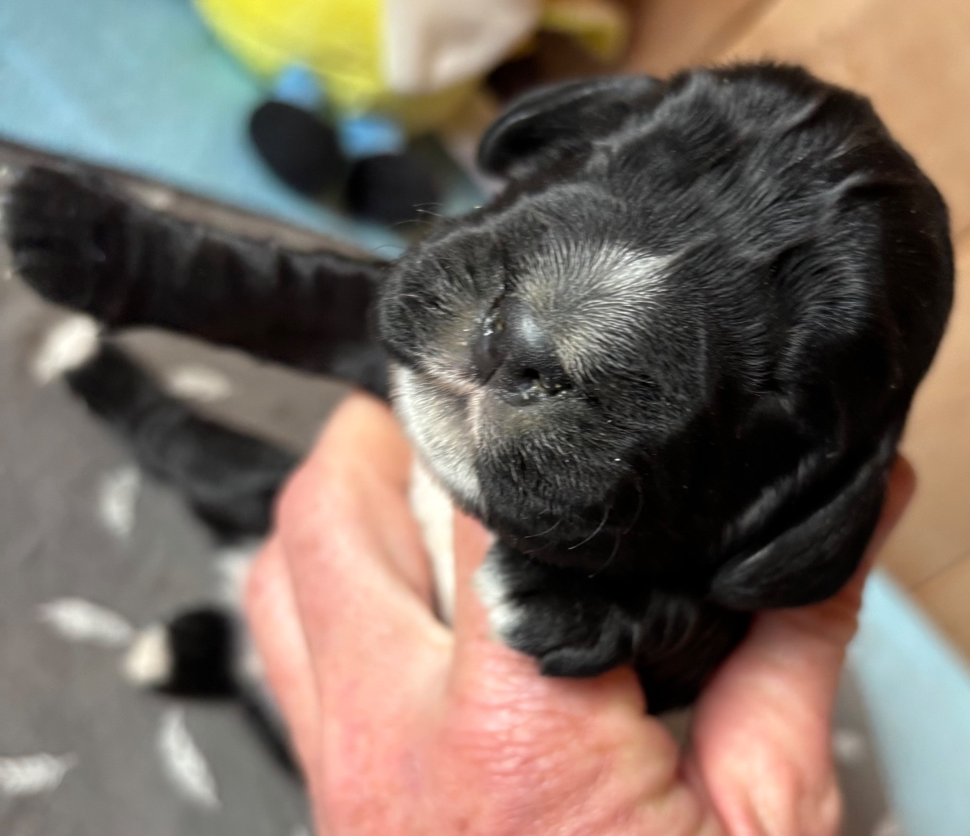 des Etangs de Dame Blanche - Chiots disponibles - Cocker Spaniel Anglais