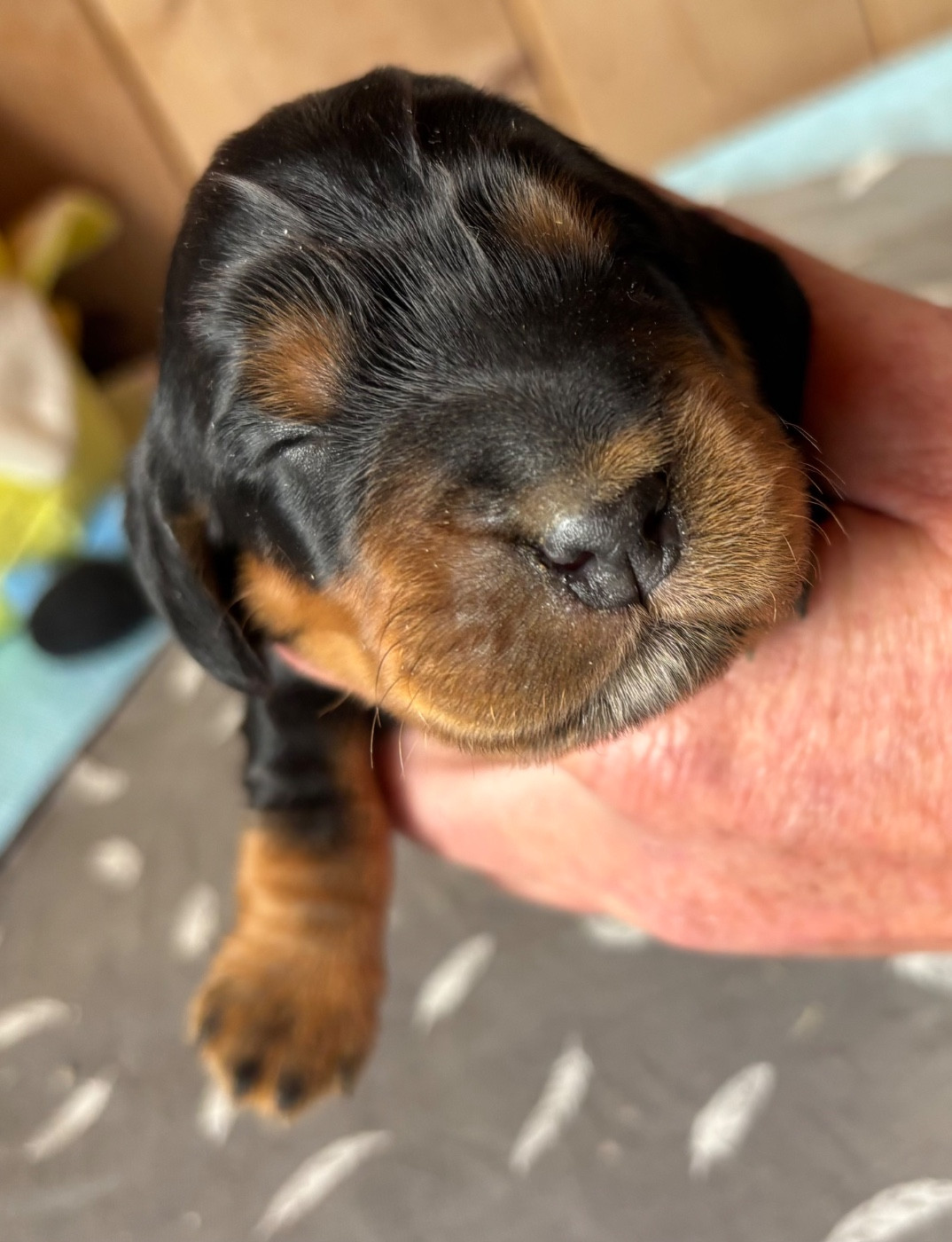 des Etangs de Dame Blanche - Chiots disponibles - Cocker Spaniel Anglais