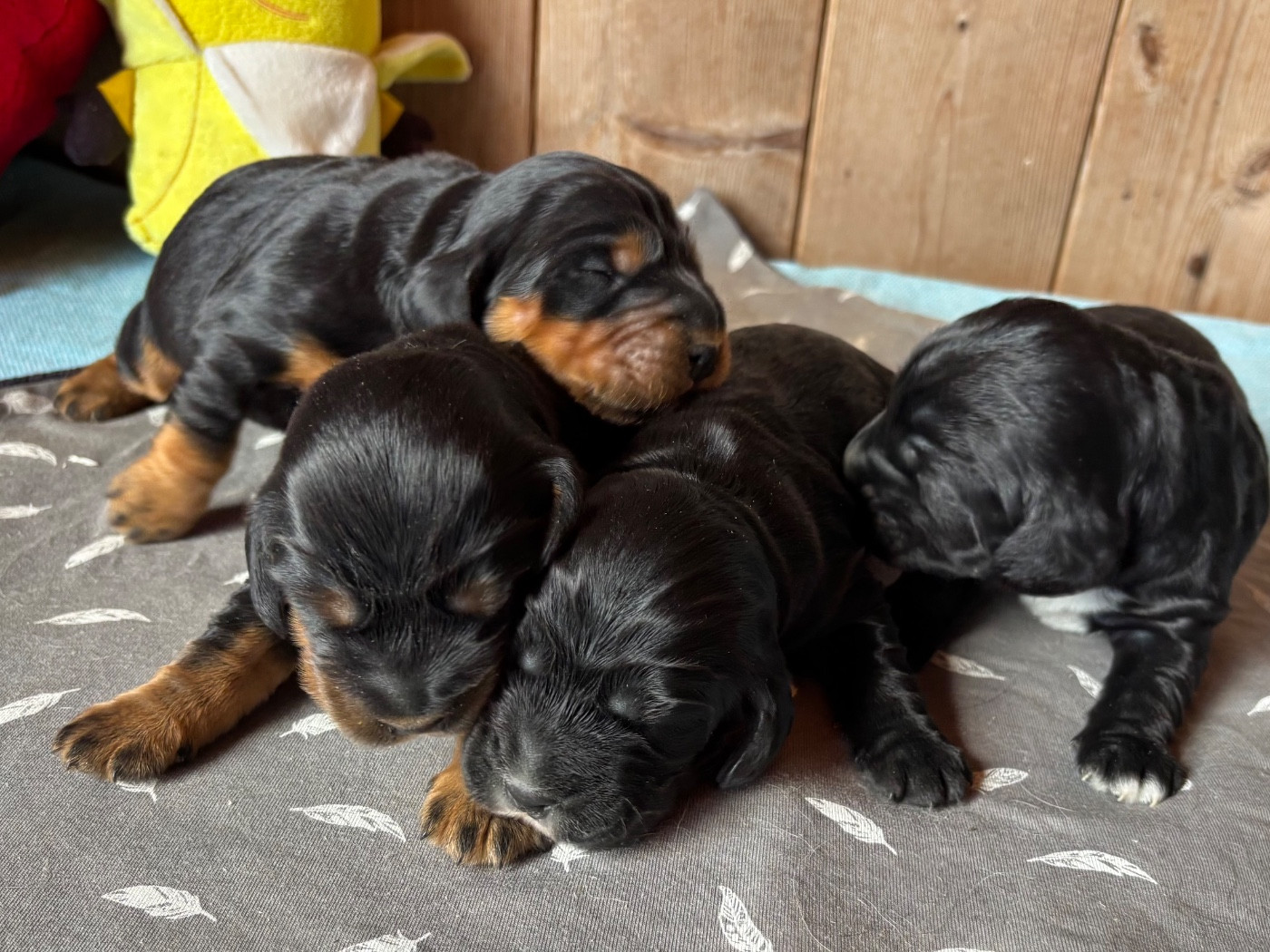 Chiot Cocker Spaniel Anglais des Etangs de Dame Blanche