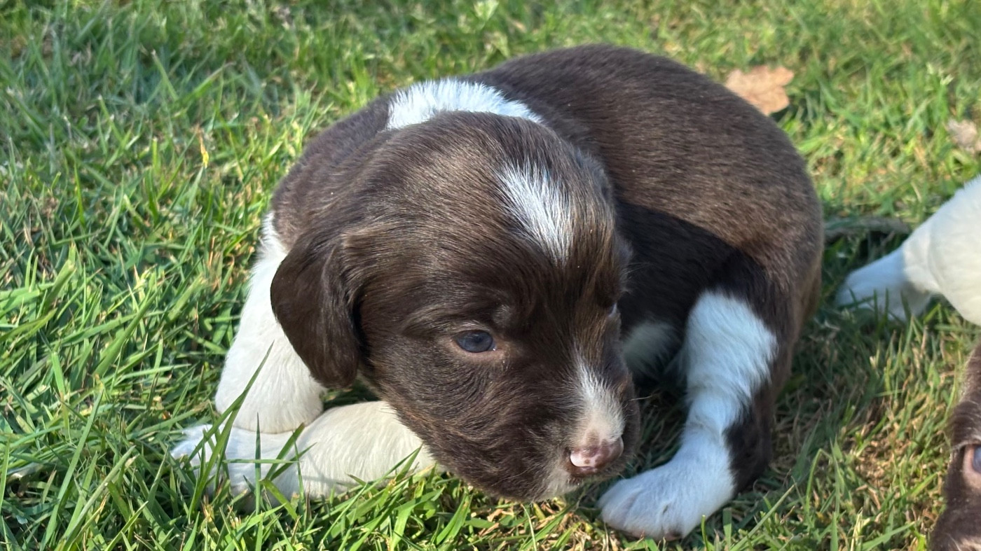 des Etangs de Dame Blanche - Chiots disponibles - English Springer Spaniel