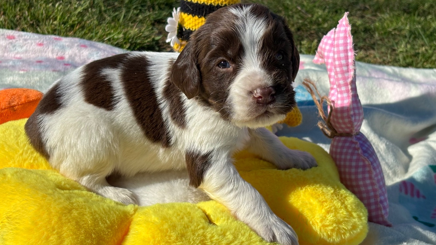 des Etangs de Dame Blanche - Chiots disponibles - English Springer Spaniel