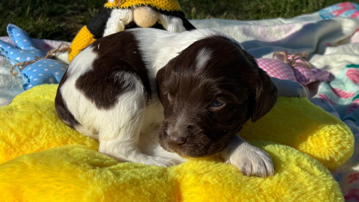des Etangs de Dame Blanche - Chiots disponibles - English Springer Spaniel
