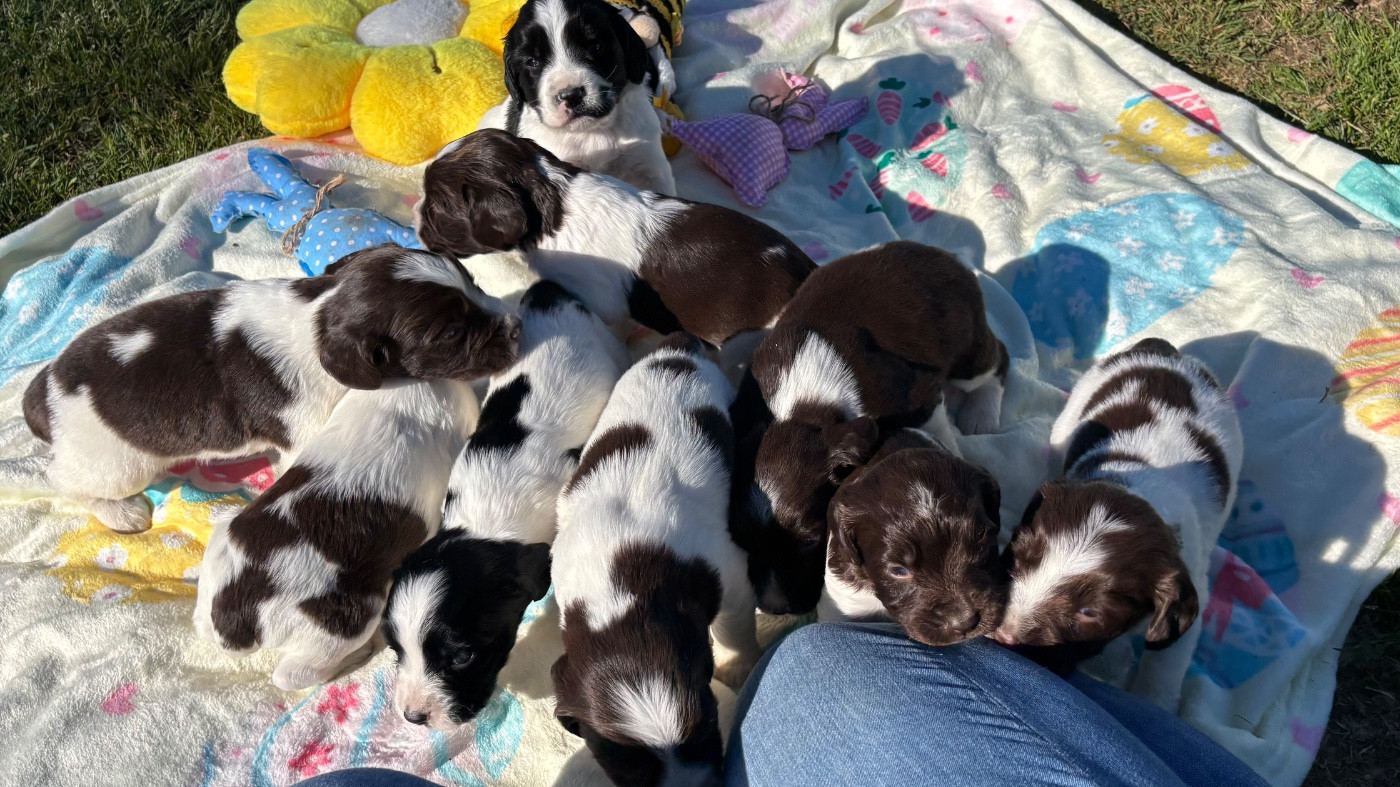 des Etangs de Dame Blanche - English Springer Spaniel - Portée née le 17/03/2026