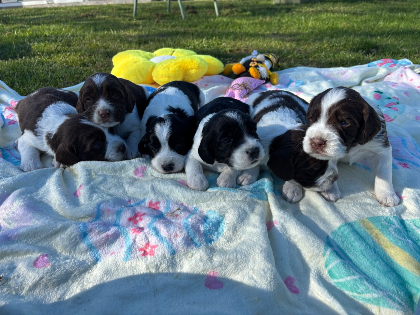 des Etangs de Dame Blanche - English Springer Spaniel - Portée née le 20/03/2026