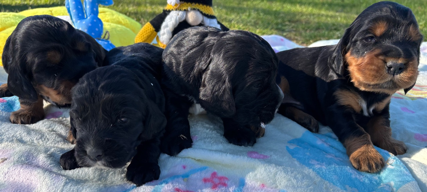 des Etangs de Dame Blanche - Cocker Spaniel Anglais - Portée née le 23/03/2026