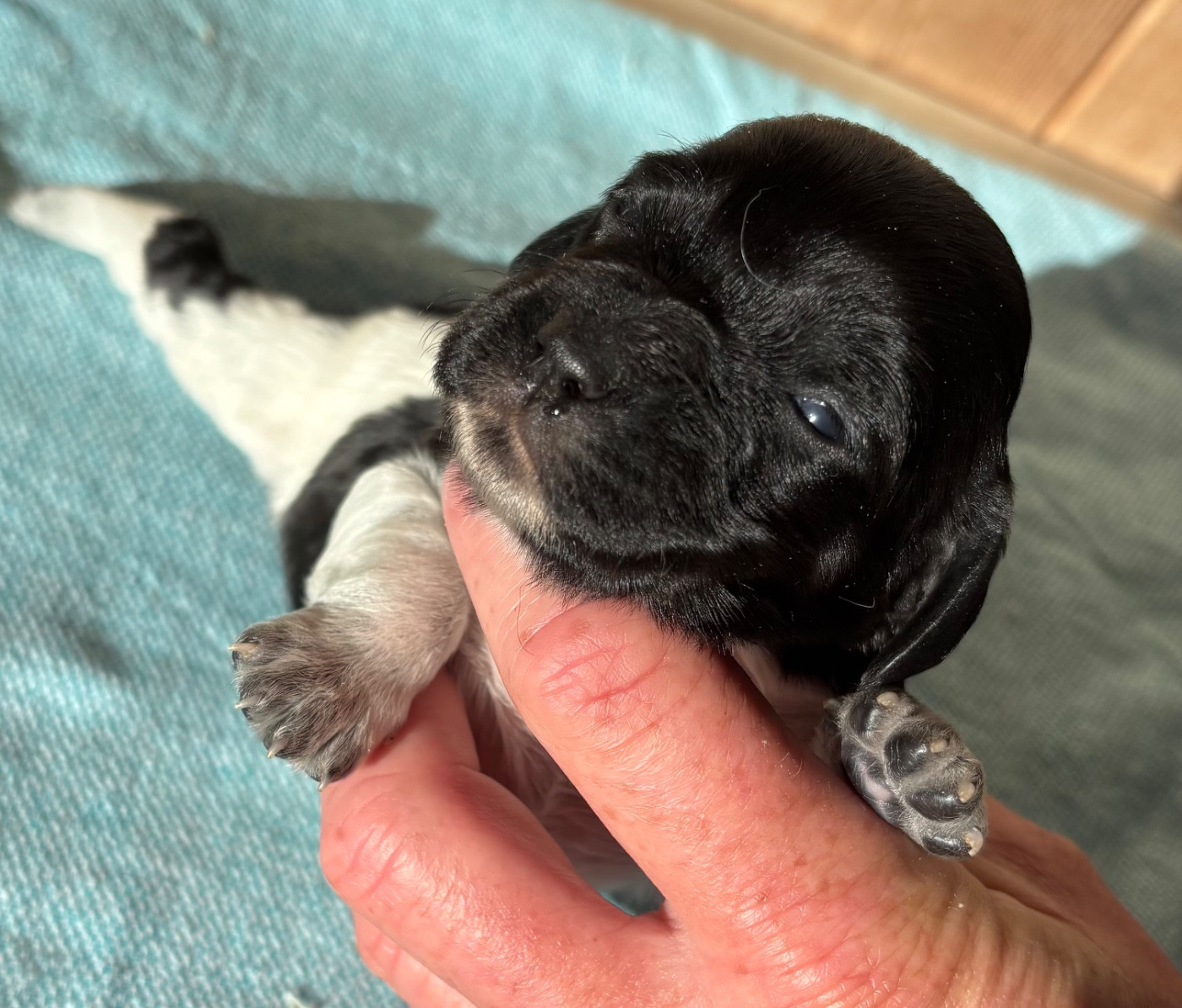 des Etangs de Dame Blanche - Chiots disponibles - Epagneul Breton