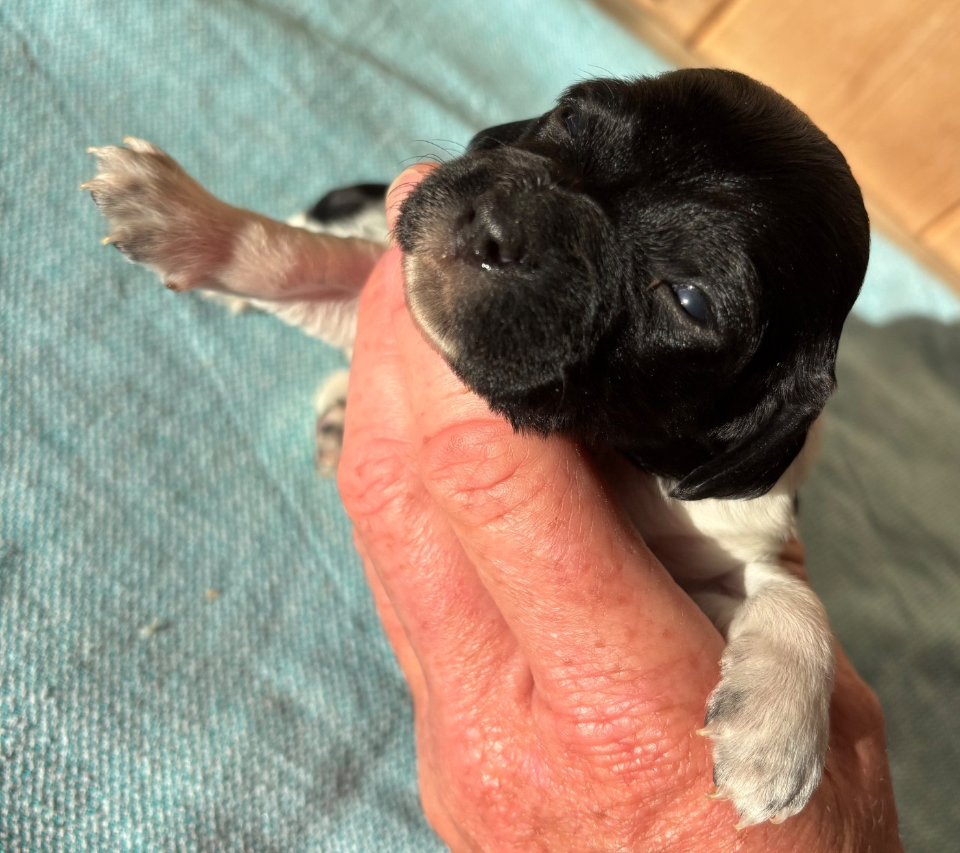 des Etangs de Dame Blanche - Chiots disponibles - Epagneul Breton