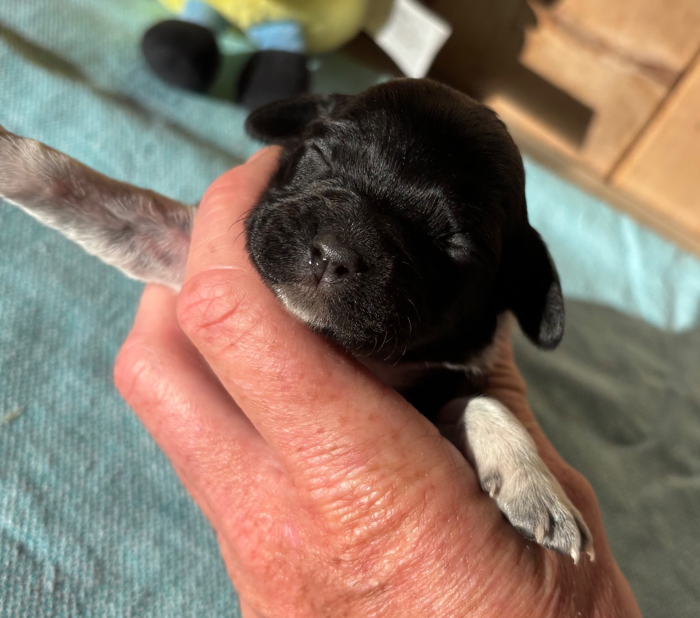 des Etangs de Dame Blanche - Chiots disponibles - Epagneul Breton