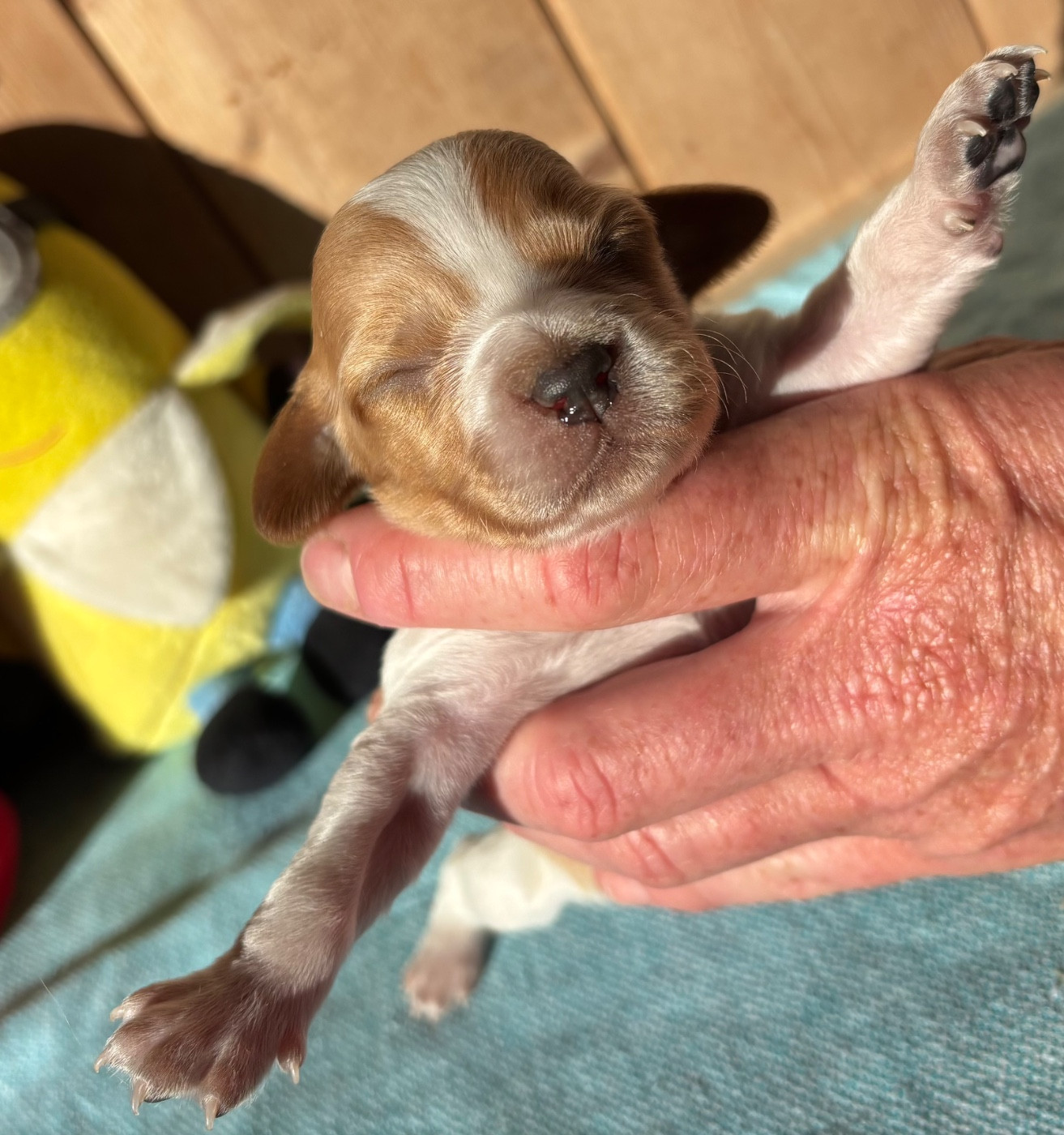 des Etangs de Dame Blanche - Chiots disponibles - Epagneul Breton