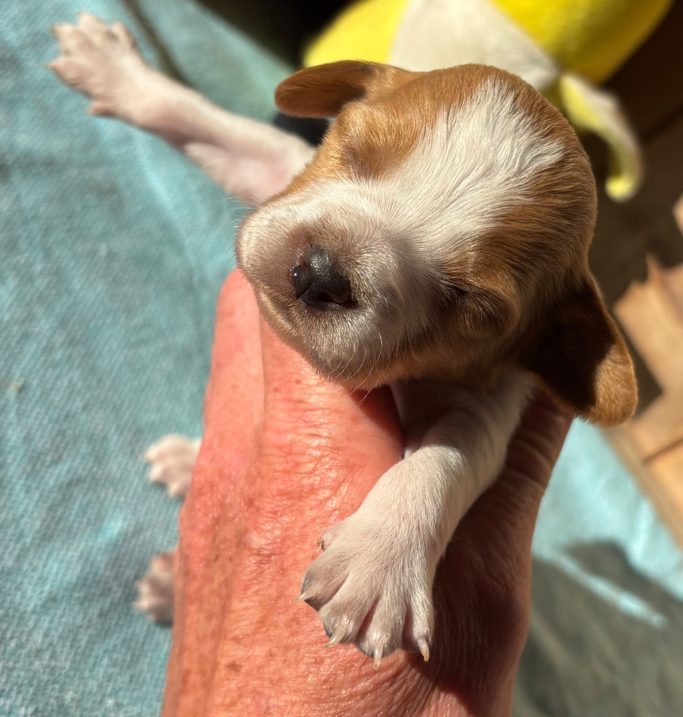 des Etangs de Dame Blanche - Chiots disponibles - Epagneul Breton