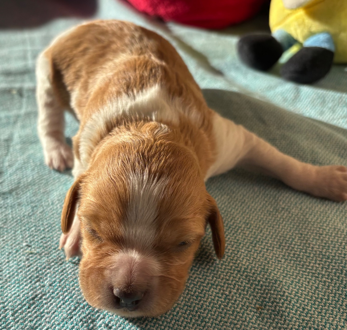 des Etangs de Dame Blanche - Chiots disponibles - Epagneul Breton